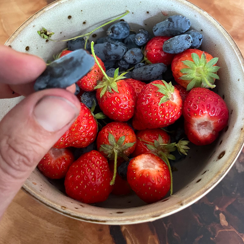 fruit